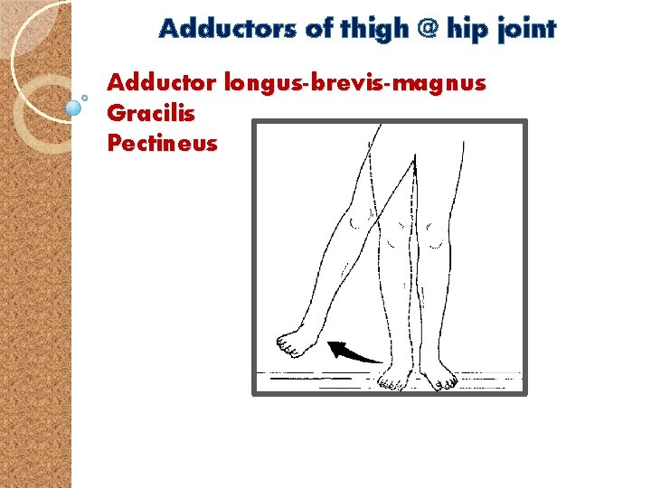 Adductors of thigh @ hip joint Adductor longus-brevis-magnus Gracilis Pectineus 