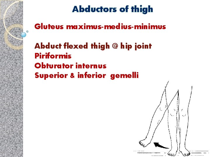 Abductors of thigh Gluteus maximus-medius-minimus Abduct flexed thigh @ hip joint Piriformis Obturator internus