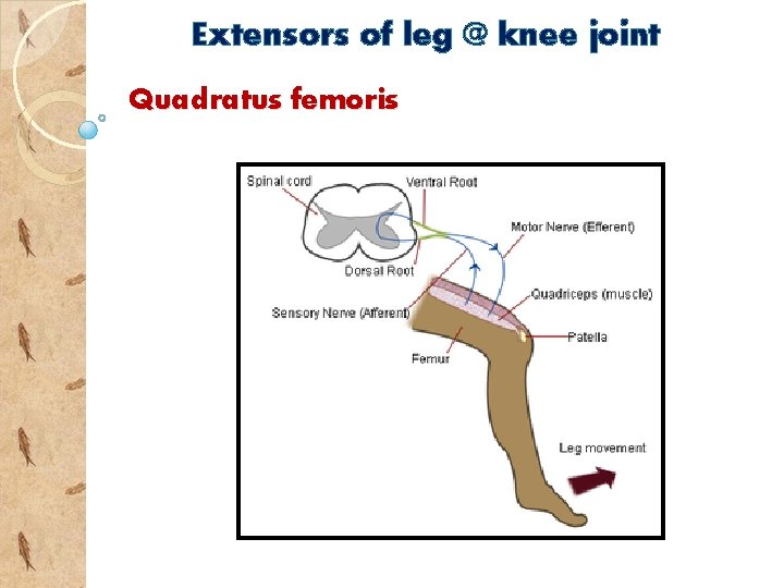 Extensors of leg @ knee joint Quadratus femoris 