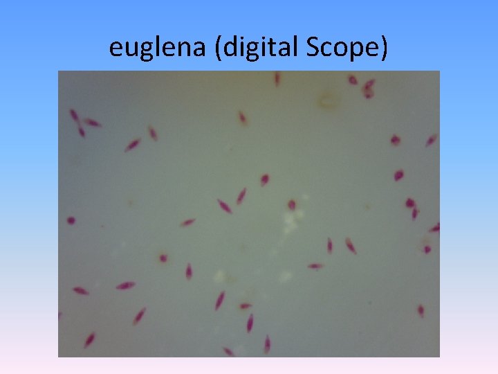 euglena (digital Scope) 