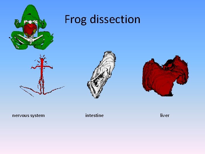 Frog dissection nervous system intestine liver 