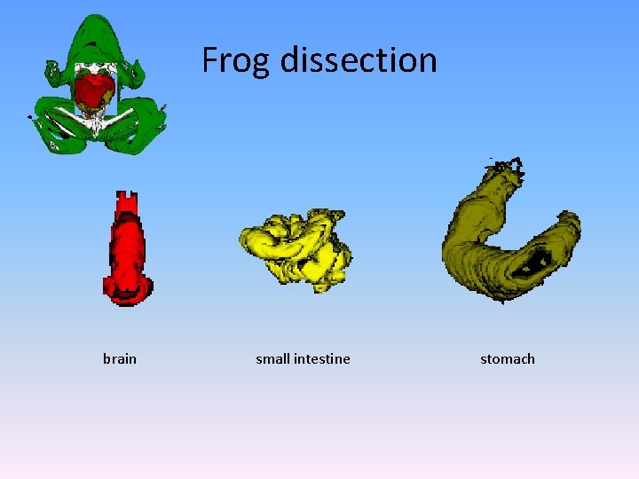 Frog dissection brain small intestine stomach 