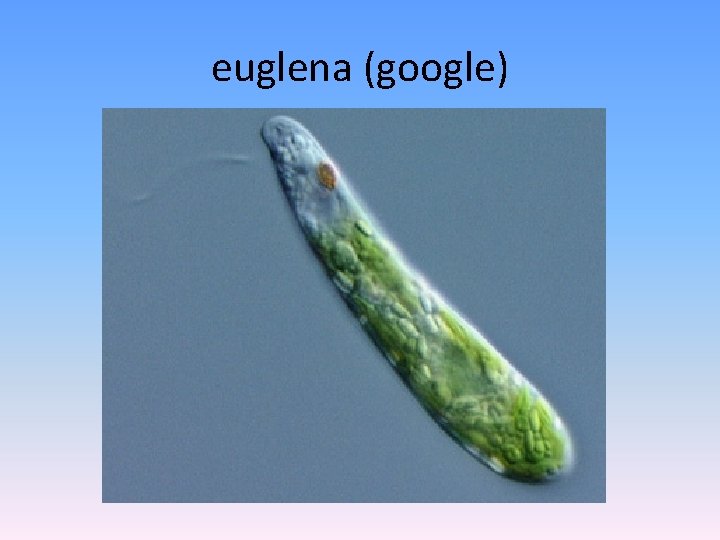 euglena (google) 