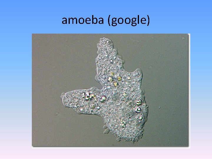 amoeba (google) 