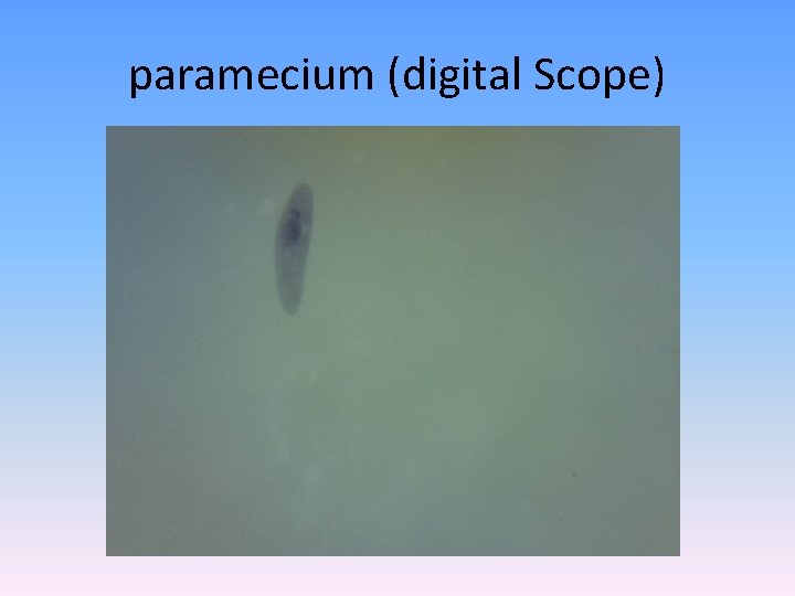 paramecium (digital Scope) 