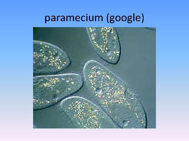 paramecium (google) 