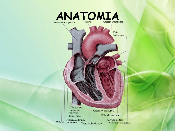 ANATOMIA 