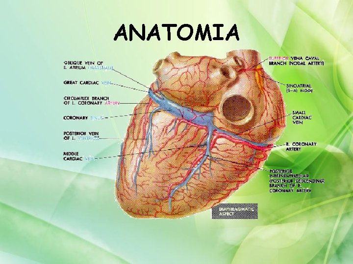 ANATOMIA 