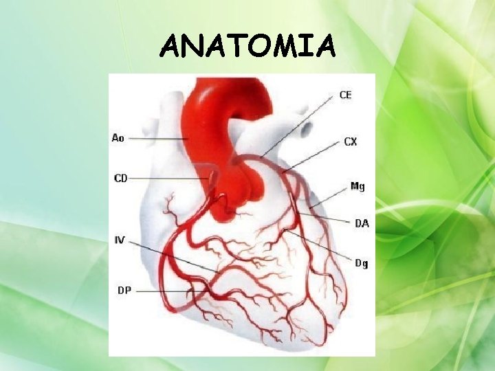 ANATOMIA 