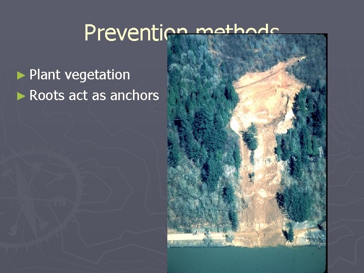 Prevention methods ► Plant vegetation ► Roots act as anchors 