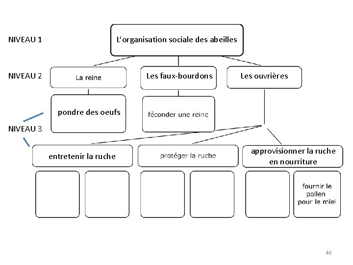 NIVEAU 1 L’organisation sociale des abeilles NIVEAU 2 Les faux-bourdons Les ouvrières pondre des