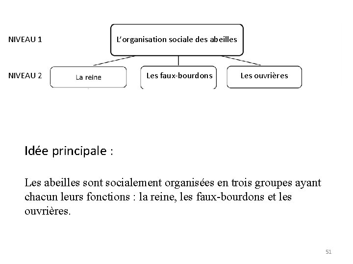 NIVEAU 1 NIVEAU 2 L’organisation sociale des abeilles Les faux-bourdons Les ouvrières Idée principale