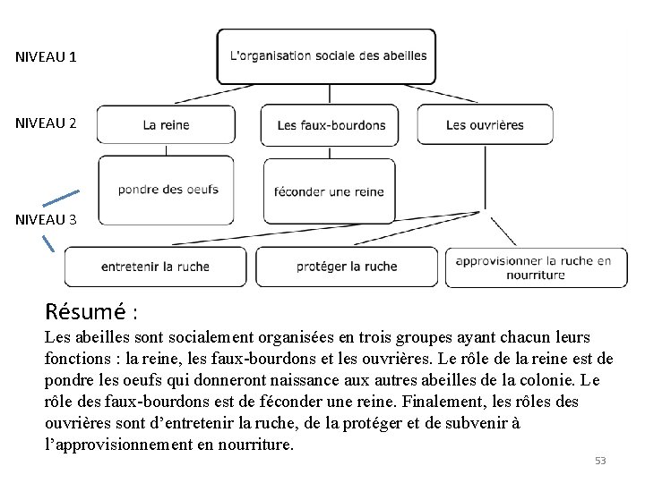 NIVEAU 1 NIVEAU 2 NIVEAU 3 NIVEAU 4 Résumé : Les abeilles sont socialement