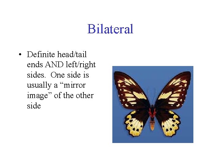 Bilateral • Definite head/tail ends AND left/right sides. One side is usually a “mirror