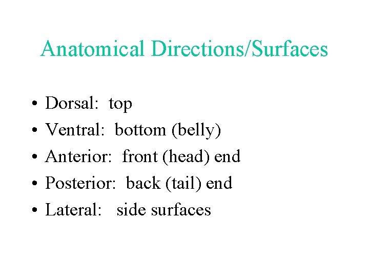 Anatomical Directions/Surfaces • • • Dorsal: top Ventral: bottom (belly) Anterior: front (head) end