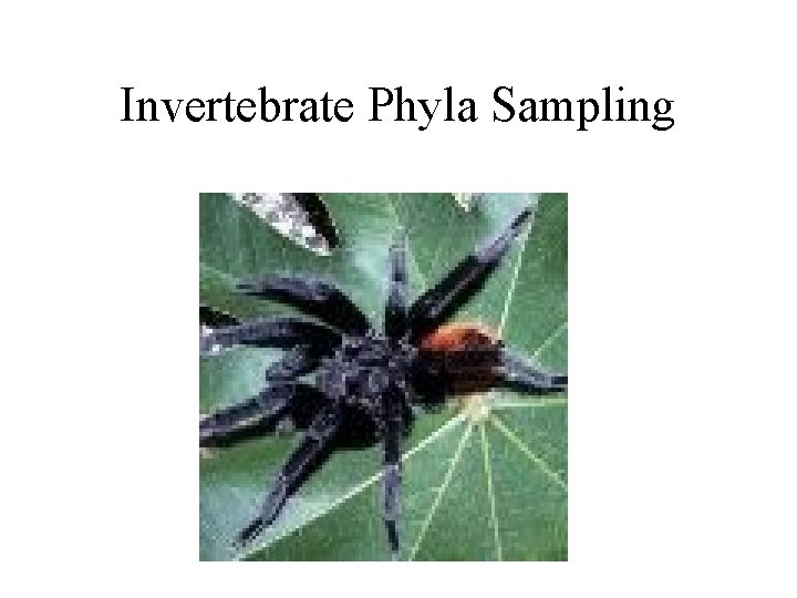 Invertebrate Phyla Sampling 