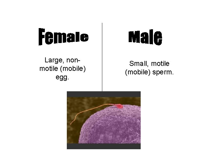 Large, nonmotile (mobile) egg. Small, motile (mobile) sperm. 