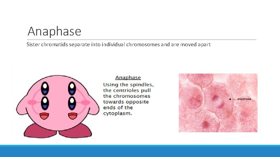 Anaphase Sister chromatids separate into individual chromosomes and are moved apart 