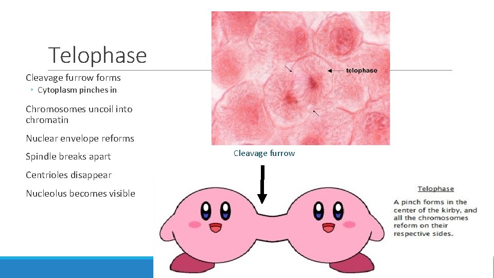 Telophase Cleavage furrow forms ◦ Cytoplasm pinches in Chromosomes uncoil into chromatin Nuclear envelope