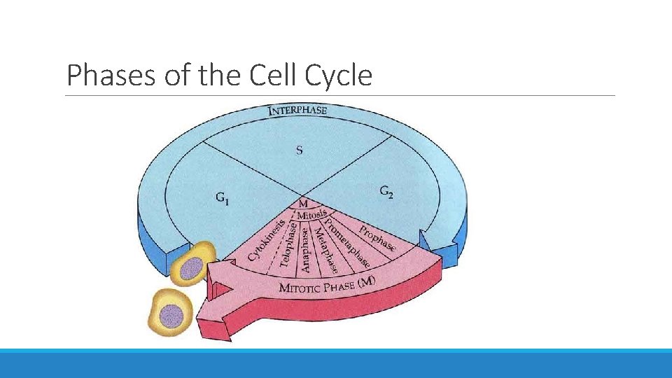 Phases of the Cell Cycle 