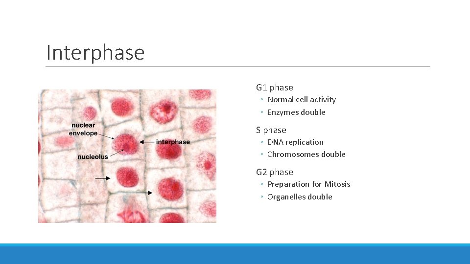 Interphase G 1 phase ◦ Normal cell activity ◦ Enzymes double S phase ◦