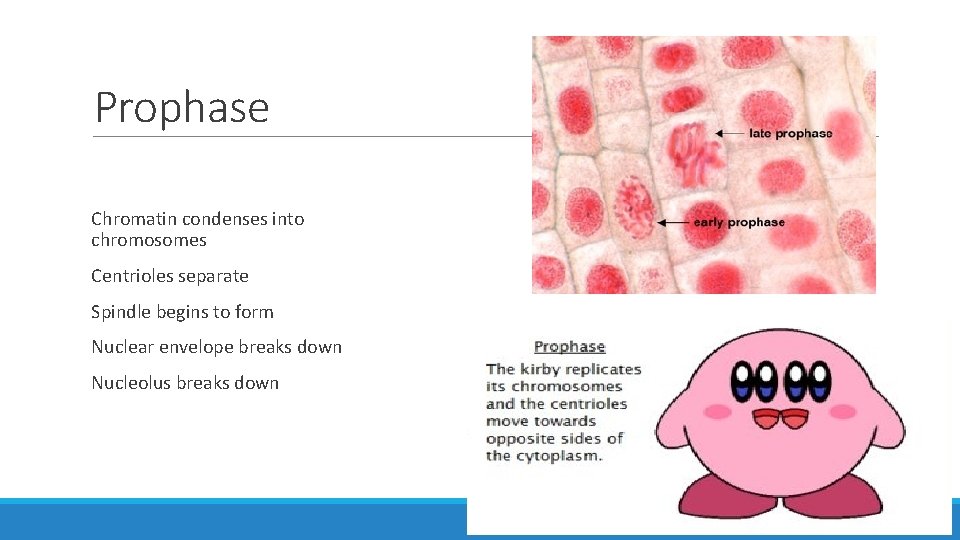 Prophase Chromatin condenses into chromosomes Centrioles separate Spindle begins to form Nuclear envelope breaks