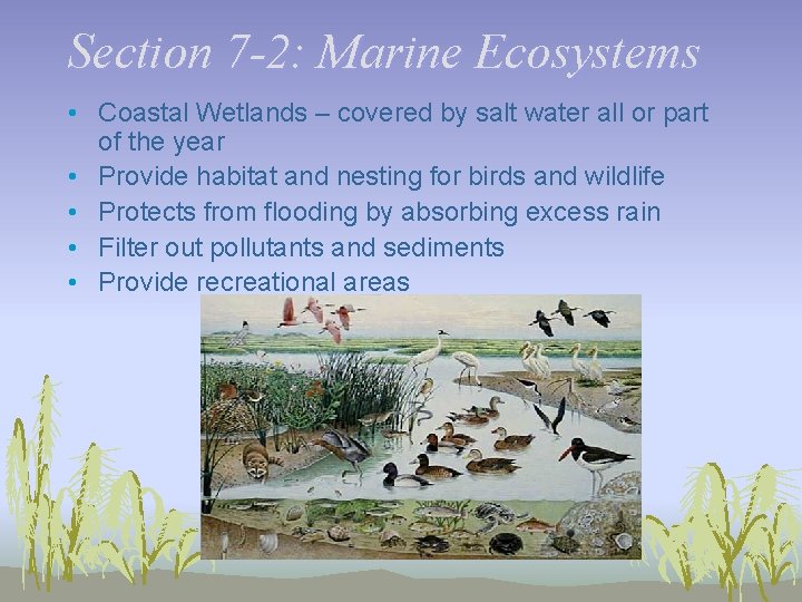 Section 7 -2: Marine Ecosystems • Coastal Wetlands – covered by salt water all