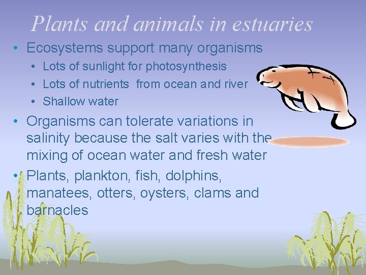 Plants and animals in estuaries • Ecosystems support many organisms • Lots of sunlight