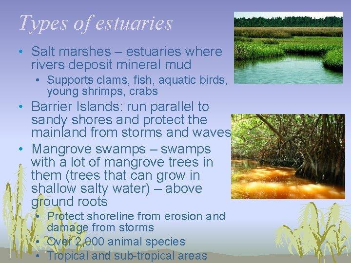 Types of estuaries • Salt marshes – estuaries where rivers deposit mineral mud •
