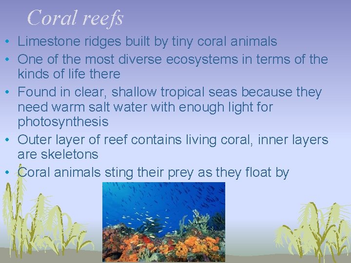 Coral reefs • Limestone ridges built by tiny coral animals • One of the