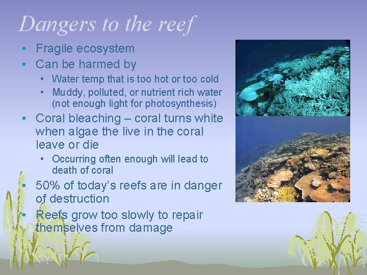 Dangers to the reef • Fragile ecosystem • Can be harmed by • Water