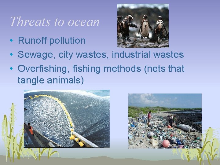 Threats to ocean • Runoff pollution • Sewage, city wastes, industrial wastes • Overfishing,