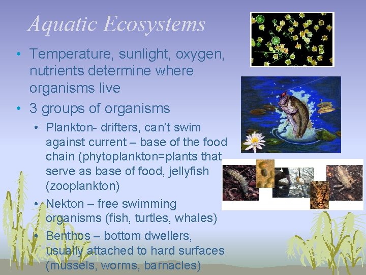 Aquatic Ecosystems • Temperature, sunlight, oxygen, nutrients determine where organisms live • 3 groups