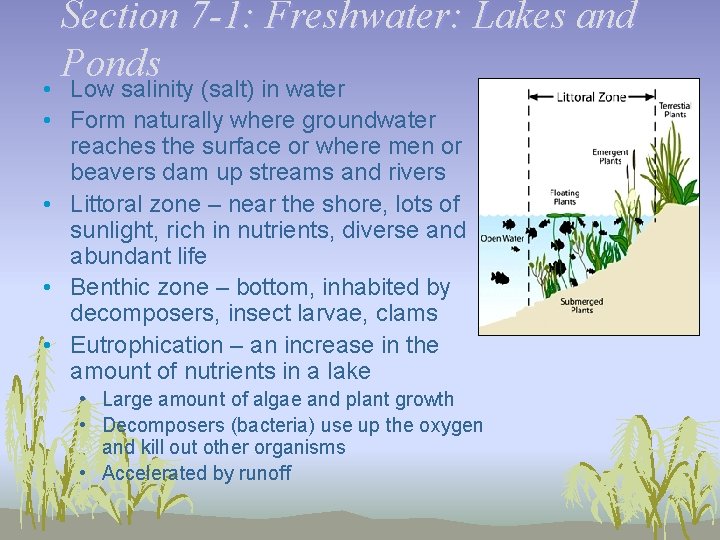 Section 7 -1: Freshwater: Lakes and Ponds • Low salinity (salt) in water •