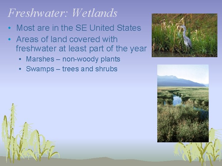 Freshwater: Wetlands • Most are in the SE United States • Areas of land