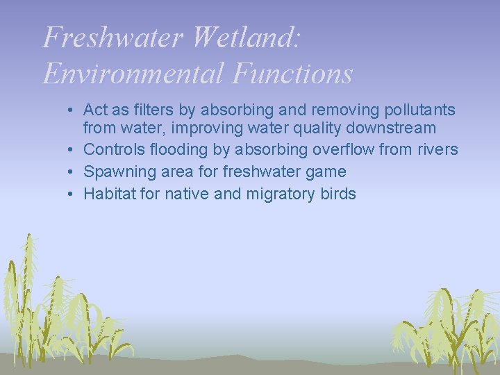 Freshwater Wetland: Environmental Functions • Act as filters by absorbing and removing pollutants from