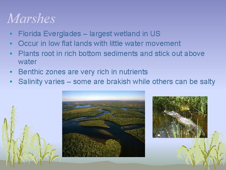 Marshes • Florida Everglades – largest wetland in US • Occur in low flat