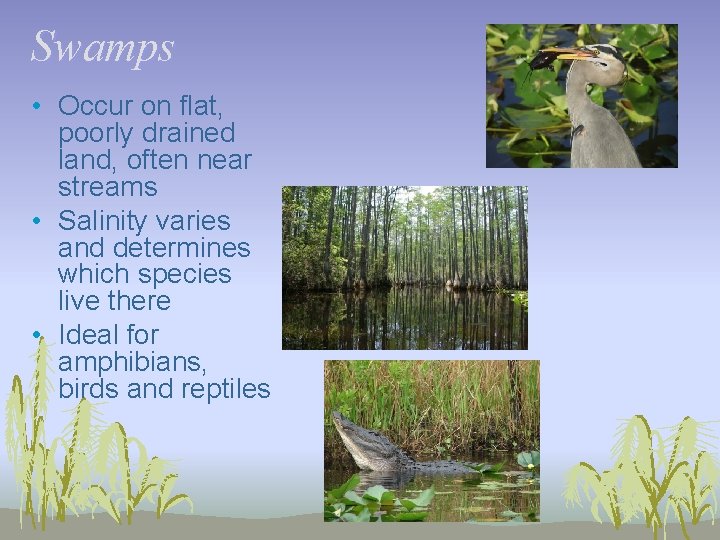 Swamps • Occur on flat, poorly drained land, often near streams • Salinity varies