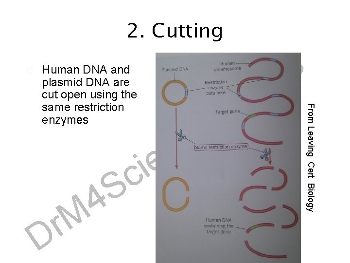2. Cutting r D 4 M e i c S c n G e