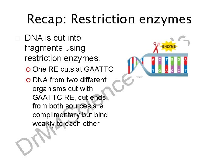 Recap: Restriction enzymes DNA is cut into fragments using restriction enzymes. RE cuts at