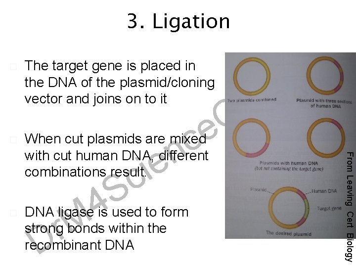 3. Ligation The target gene is placed in the DNA of the plasmid/cloning vector