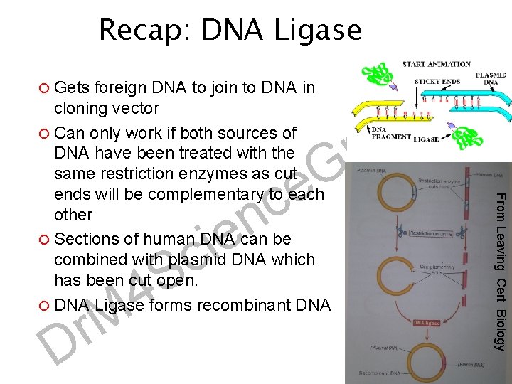 Recap: DNA Ligase Gets c n G e r D 4 M e i
