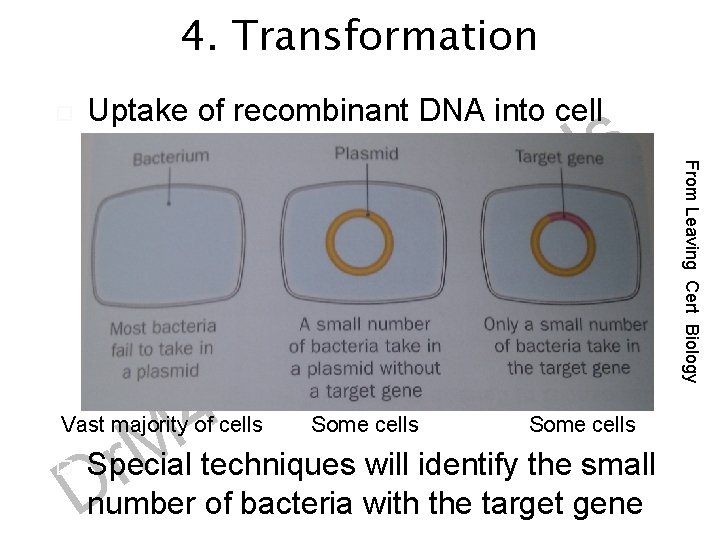 4. Transformation Uptake of recombinant DNA into cell c n e i c S