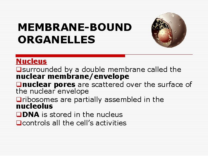 MEMBRANE-BOUND ORGANELLES Nucleus qsurrounded by a double membrane called the nuclear membrane/envelope qnuclear pores