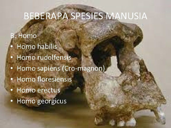 BEBERAPA SPESIES MANUSIA B. Homo • Homo habilis • Homo rudolfensis • Homo sapiens