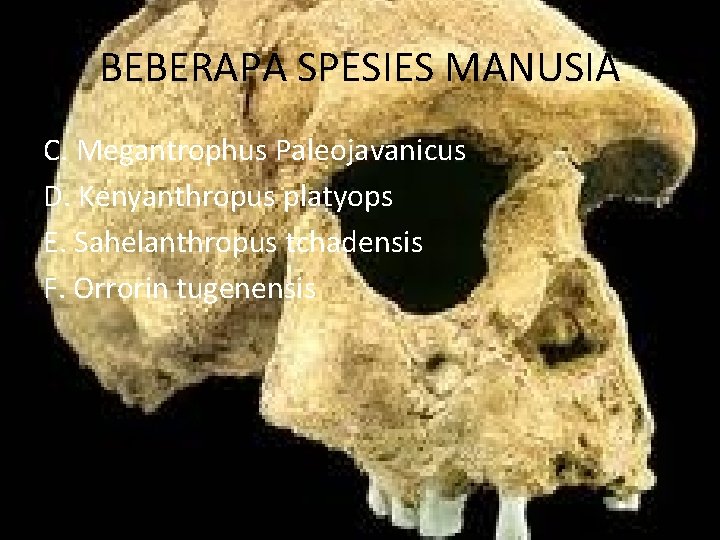 BEBERAPA SPESIES MANUSIA C. Megantrophus Paleojavanicus D. Kenyanthropus platyops E. Sahelanthropus tchadensis F. Orrorin