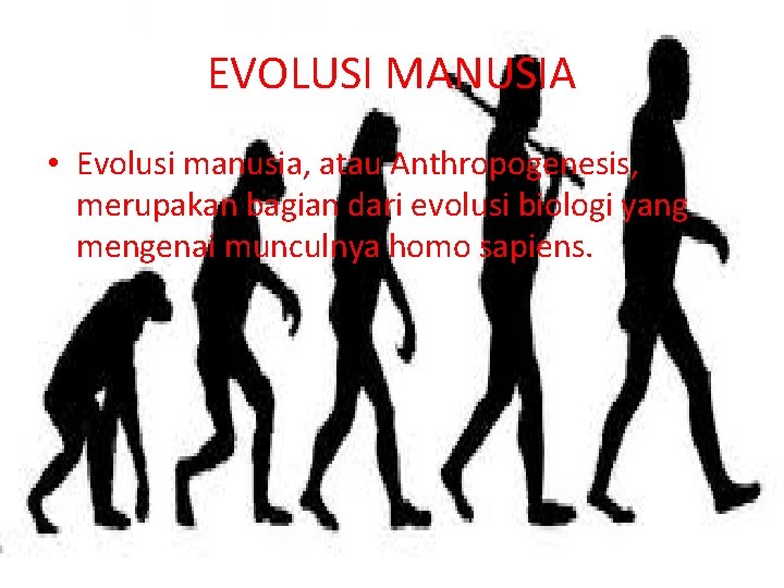 EVOLUSI MANUSIA • Evolusi manusia, atau Anthropogenesis, merupakan bagian dari evolusi biologi yang mengenai