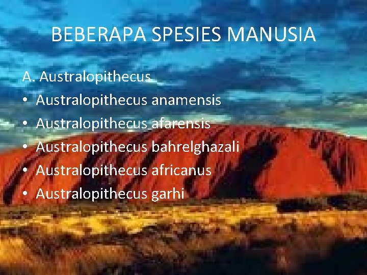 BEBERAPA SPESIES MANUSIA A. Australopithecus • Australopithecus anamensis • Australopithecus afarensis • Australopithecus bahrelghazali