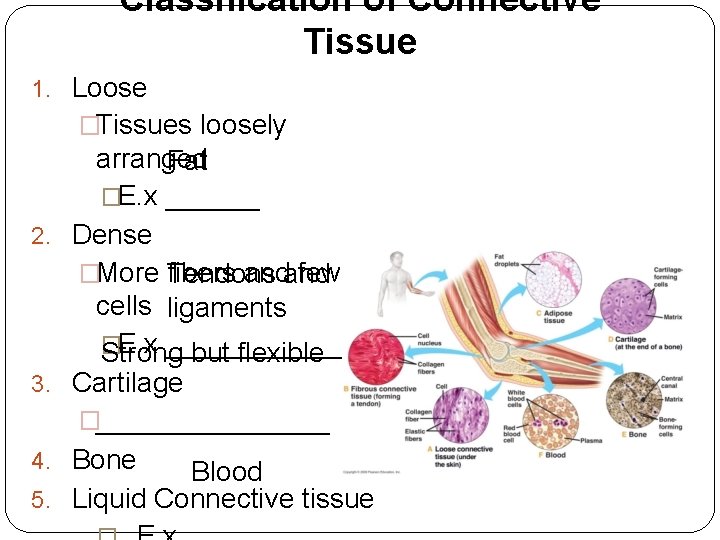 Classification of Connective Tissue 1. Loose �Tissues loosely 2. 3. 4. 5. arranged Fat