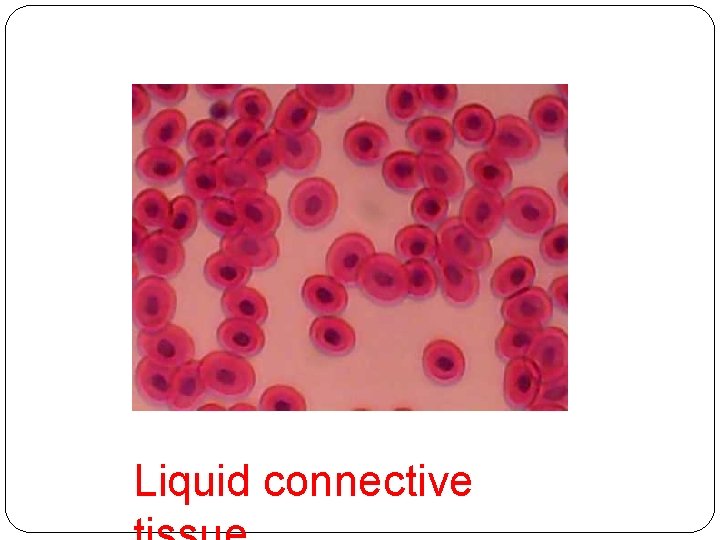 Liquid connective 